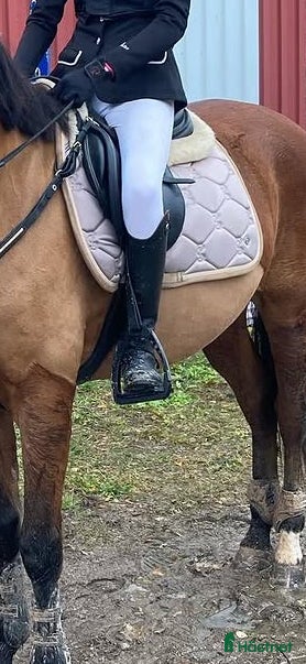 Schabrak & Vojlockar hästutrustning Ps of sweden schabrak - Annons 10