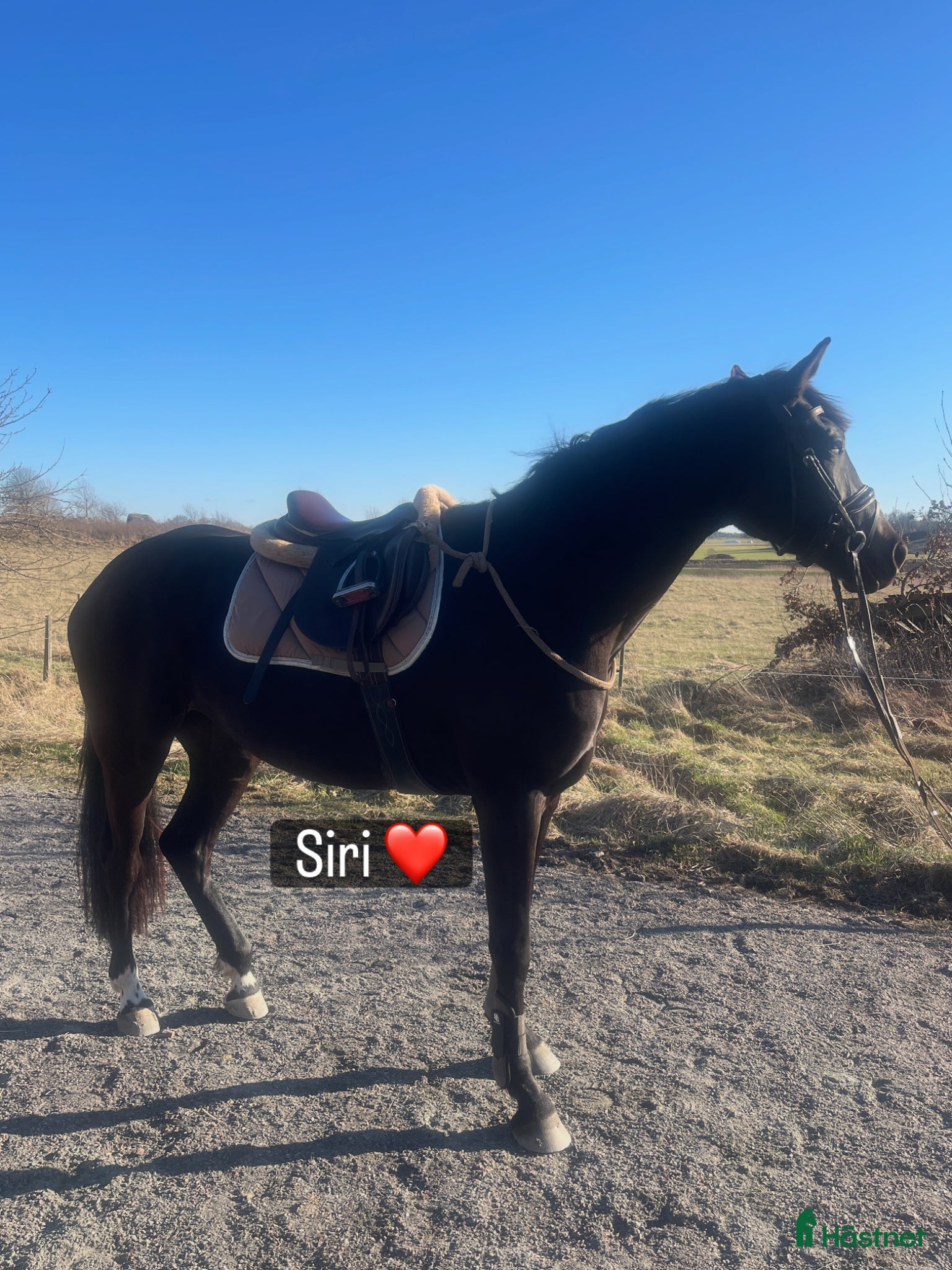  hästar Intelligent maffigt framtida dressyrsto - Annons 21