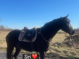 hästar Intelligent maffigt framtida dressyrsto - Annons 21