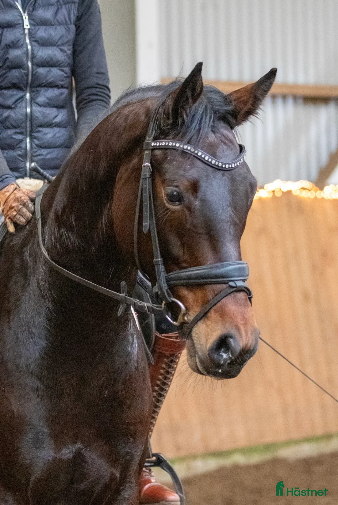 Dressyr hästar till salu: Super smart velgående unghest i Sulsted - Annons 2
