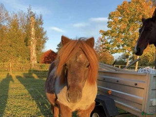 hästar Trevlig Shettlandsponny i Östansjö - Annons 14