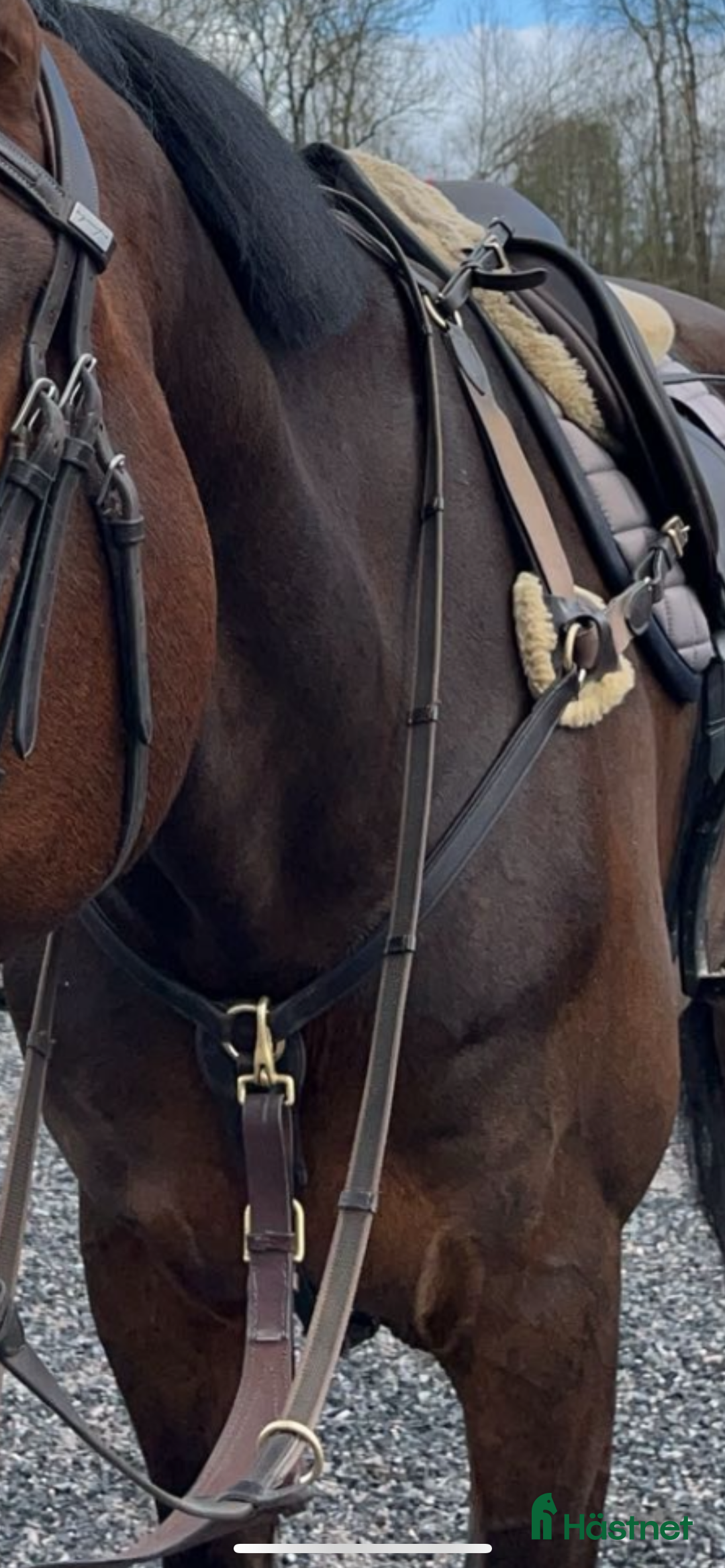 Övrig Hästutrustning hästutrustning till salu: Equipe Förbygel Event med Mässingspänne  i Halmstad - Annons 2
