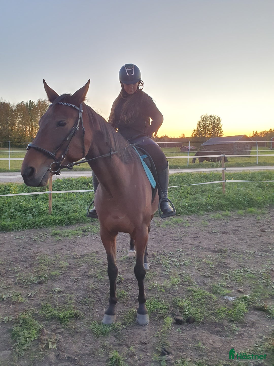 Allround hästar till salu: Vår älskade "Mini" i Kalix - Bild 4