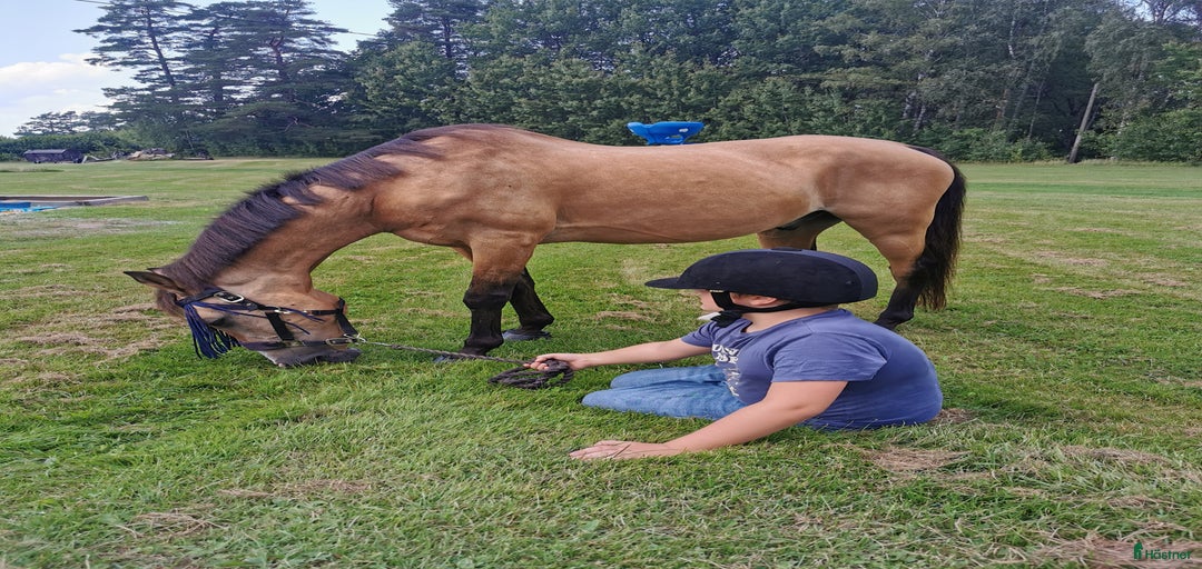 Galleribild {{count}}