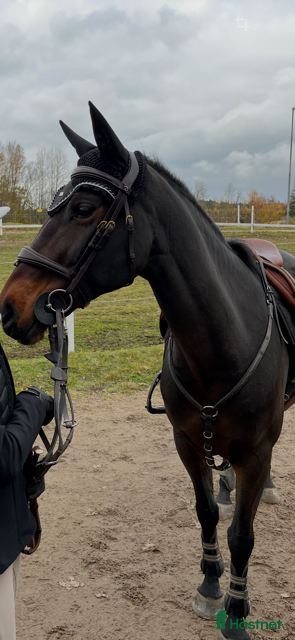  hästar Superfin tävlingsponny - Annons 1