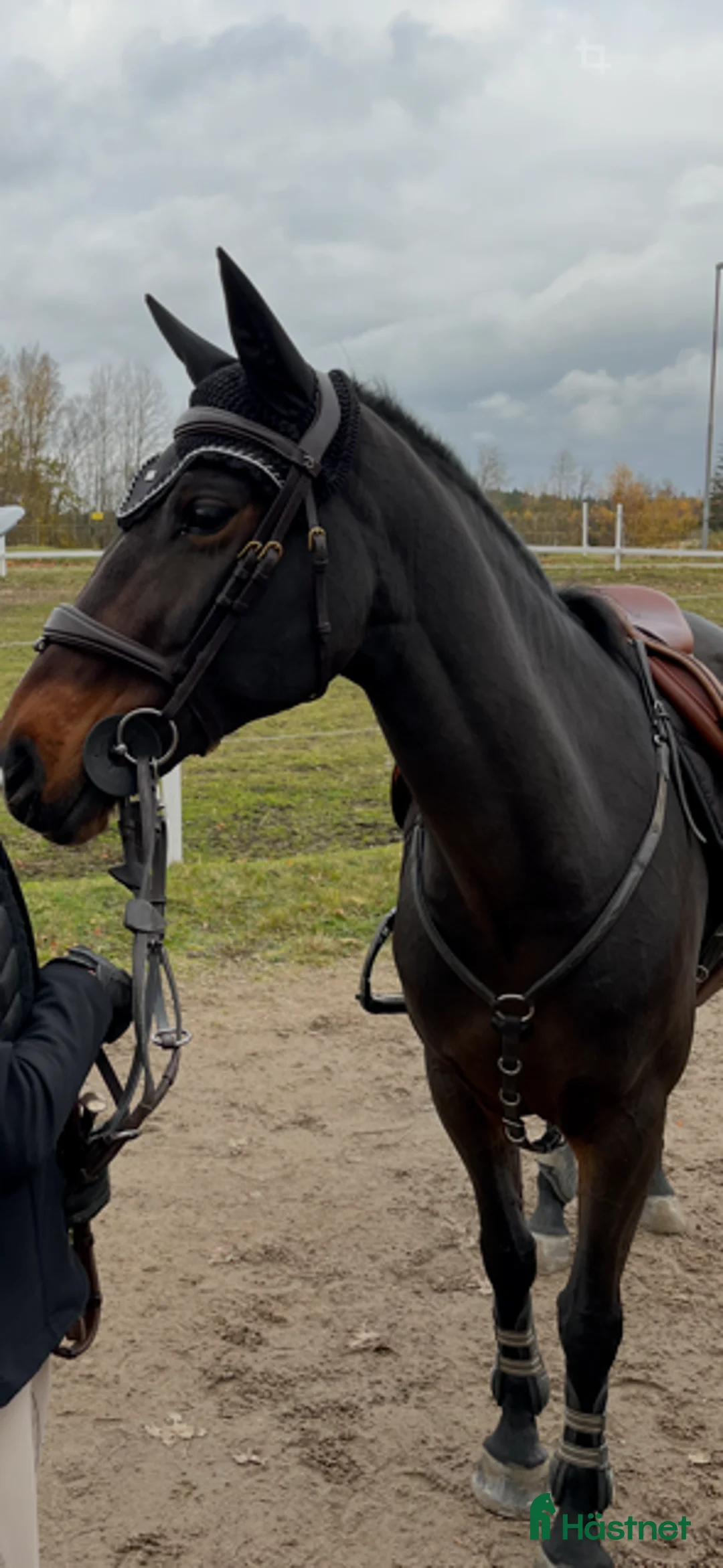 Hoppning hästar till salu: Superfin tävlingsponny i Åsa - Annons 1