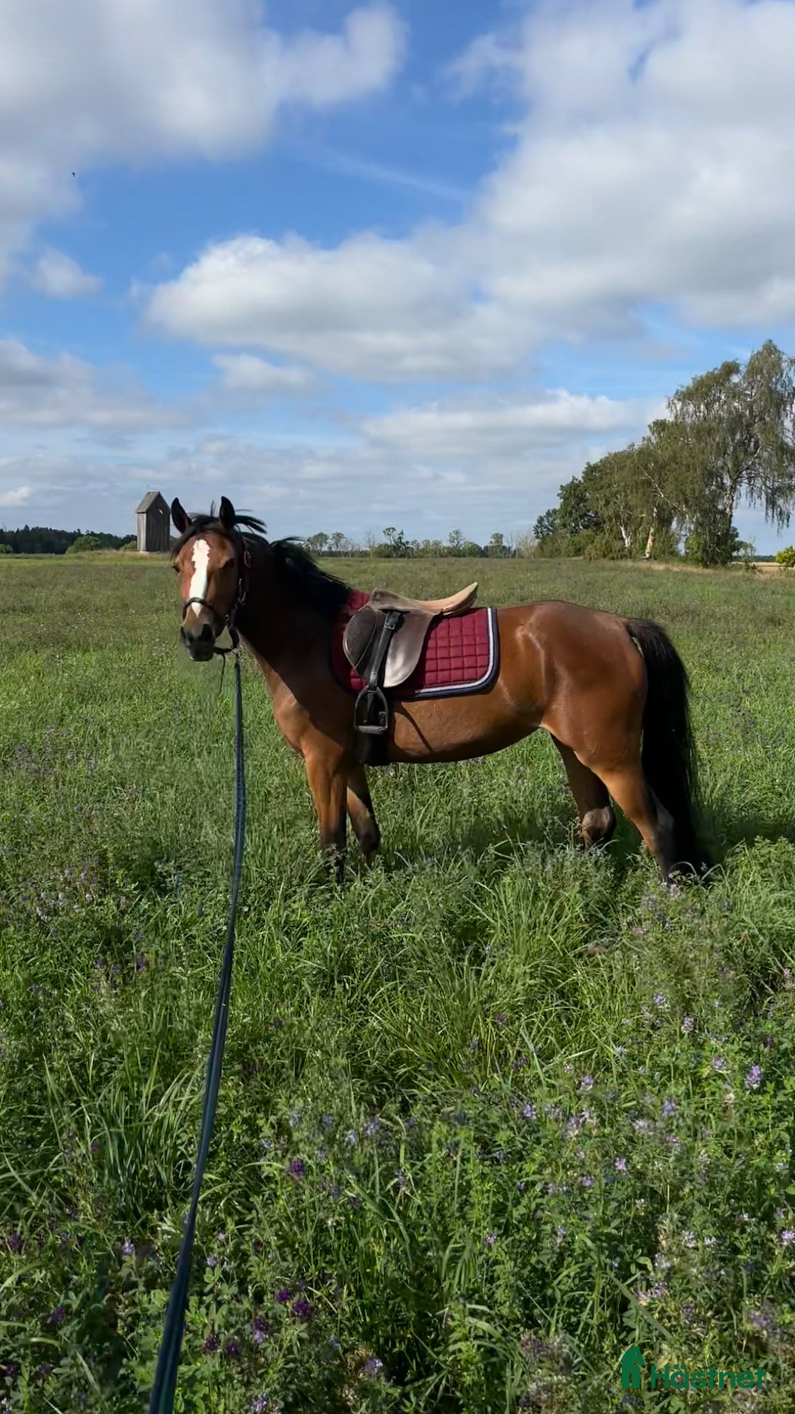  hästar 🌟 Vackert D-ponny sto med utstrålning 🌟 - Annons 2