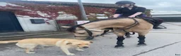 Hoppning hästar till salu: 5yr old 148 Connemara mare, record to 1m i Stockholm - Annons 5