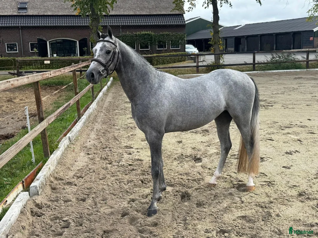 Hoppning hästar till salu: 🌟 Bedårande C-ponnyvalack 🌟 i Borås - Annons 2