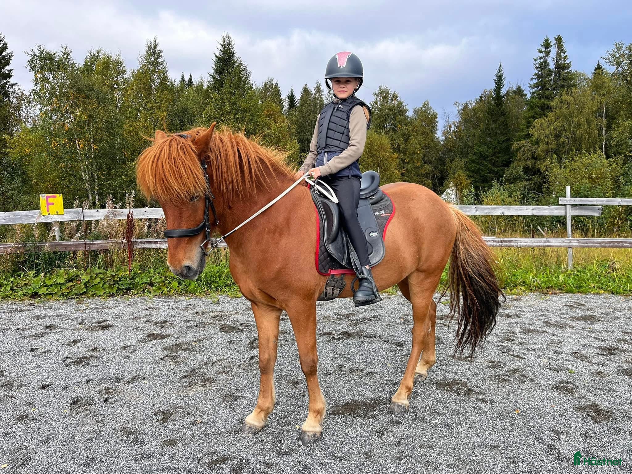  hästar Gjafar från Hästfjället, ståtlig och äventyrssugen - Annons 13