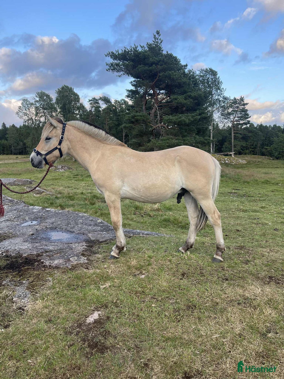 Allround hästar till salu: 2 ettårshingstar i Sollebrunn - Annons 2