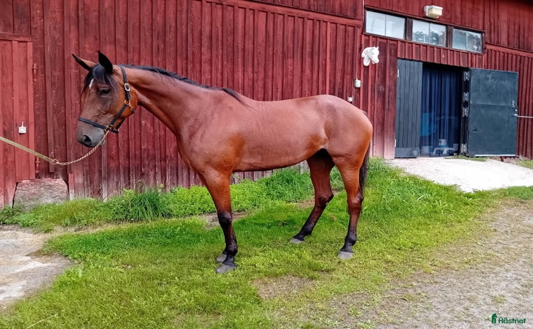  hästar i Stjärnhov - Annons 4