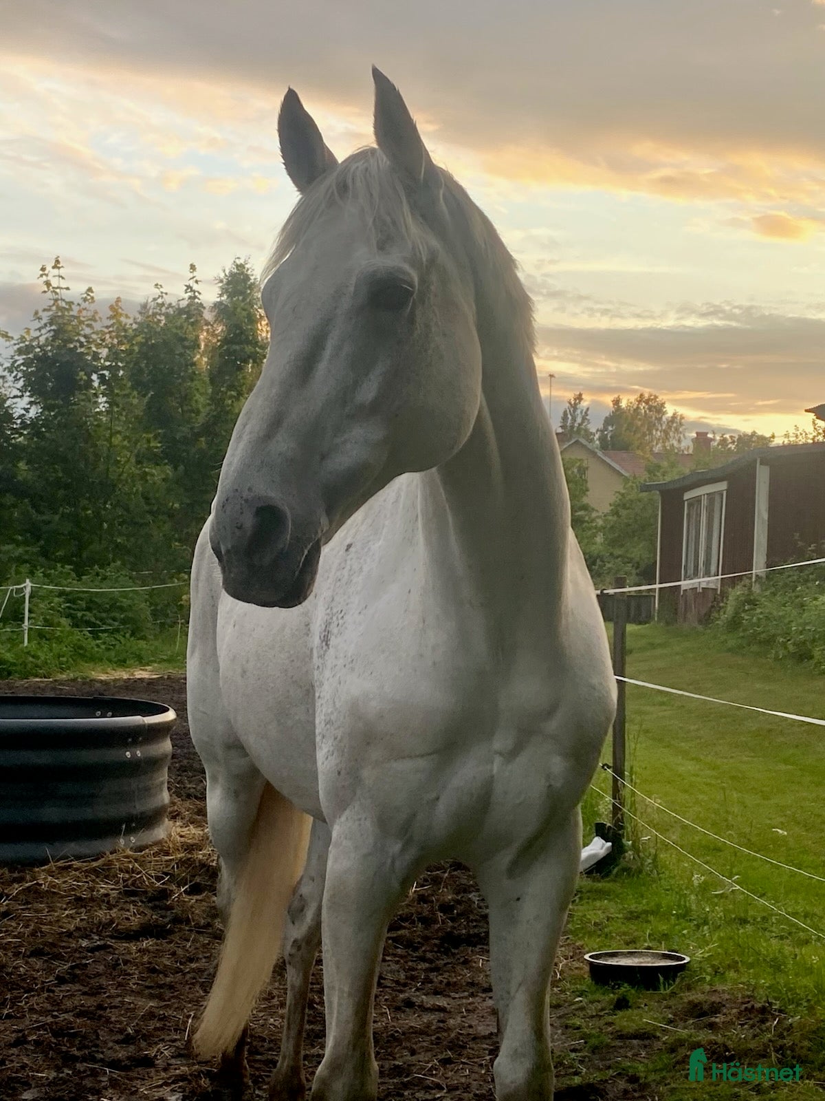  hästar Min fina prins i Söderala - Annons 20