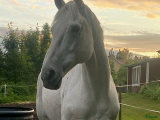 Allround hästar till salu: Min fina prins i Söderala - Annons 1