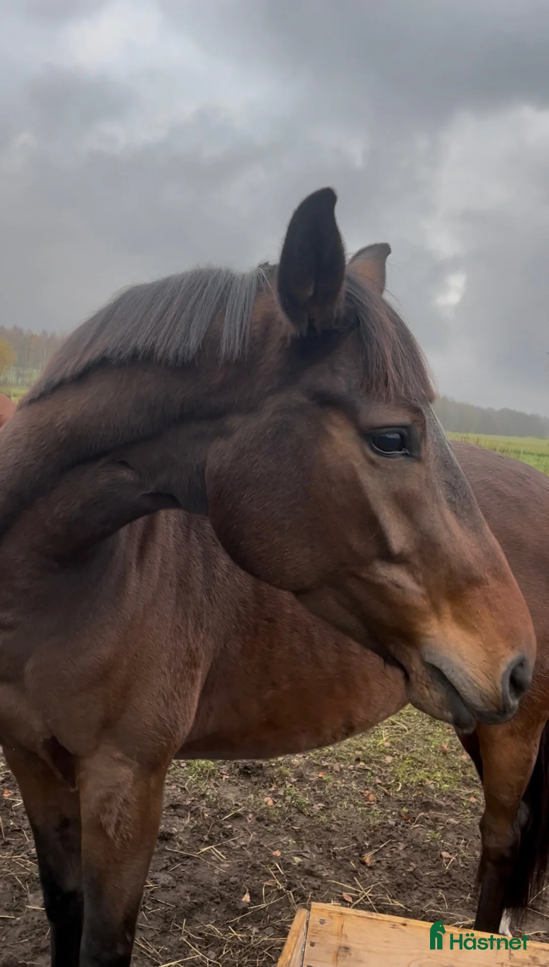 Dressyr hästar till salu: Oslipad diamant till salu. - Annons 1
