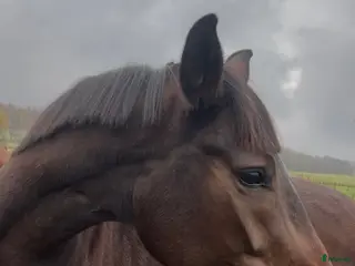 hästar Oslipad diamant till salu. - Annons 15