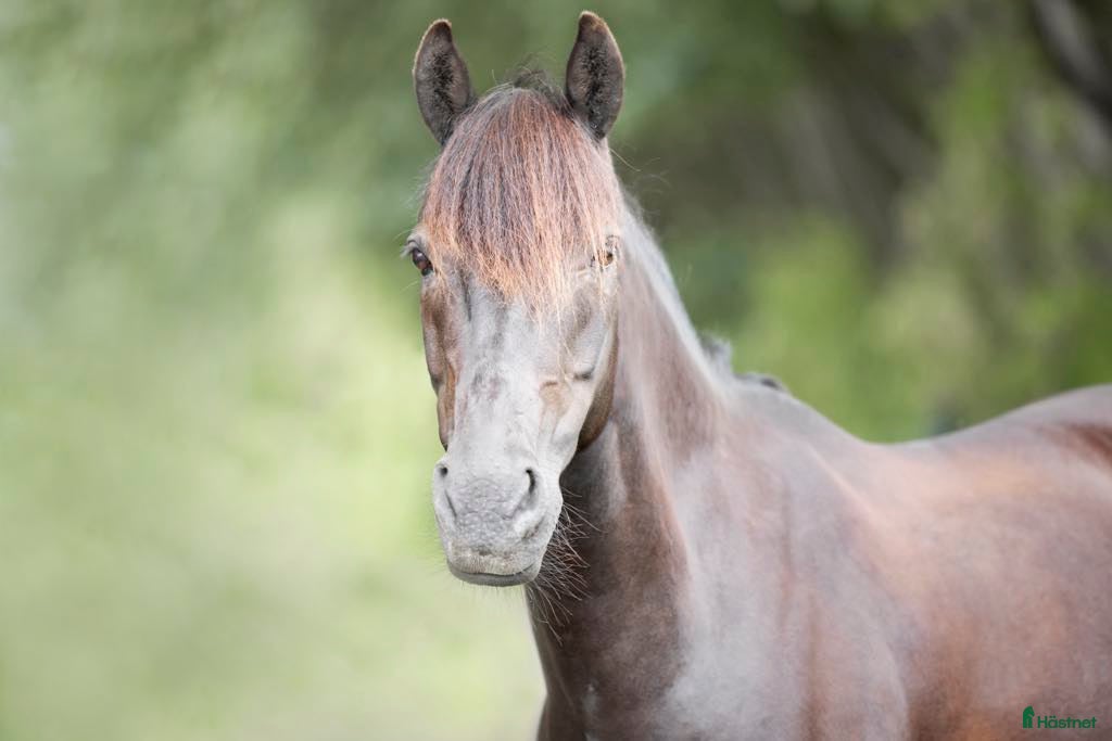  hästar Fantastisk dubbelt begåvad ponny i Helsingborg - Annons 12