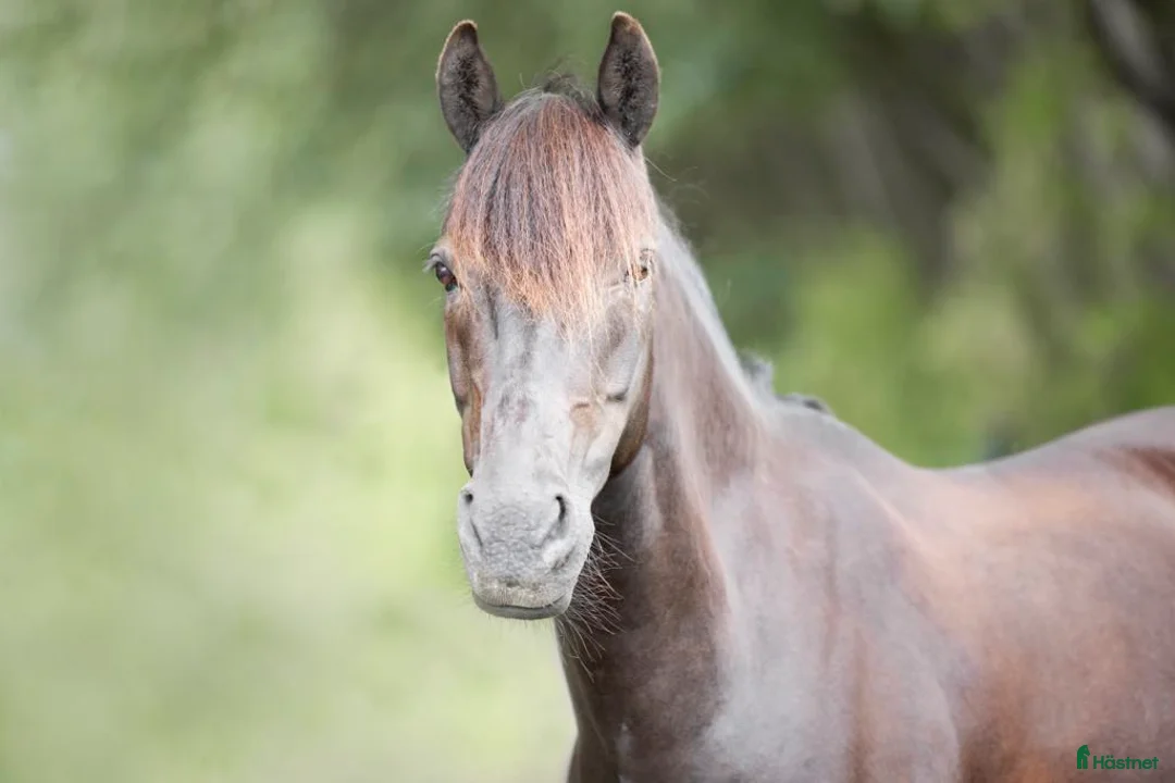 Hoppning hästar till salu: Fantastisk dubbelt begåvad ponny i Helsingborg - Annons 1