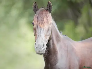 hästar Fantastisk dubbelt begåvad ponny i Helsingborg - Annons 12