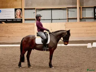 hästar Genomsnäll och trevlig valack - Annons 15