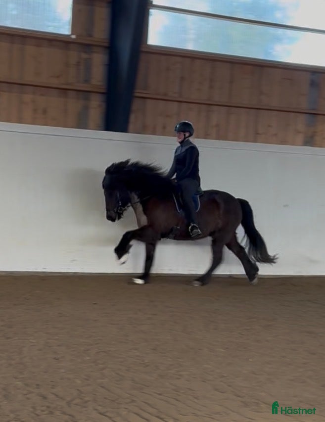  hästar 💜 Väldens bästa Nallebjörn 💜 - Annons 1