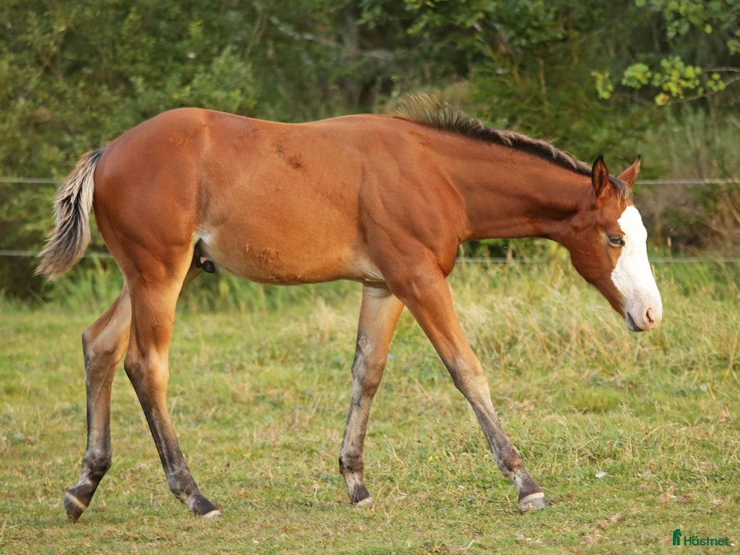Western hästar till salu: Höstrea på Kungsvikstorp i Åtvidaberg - Annons 11