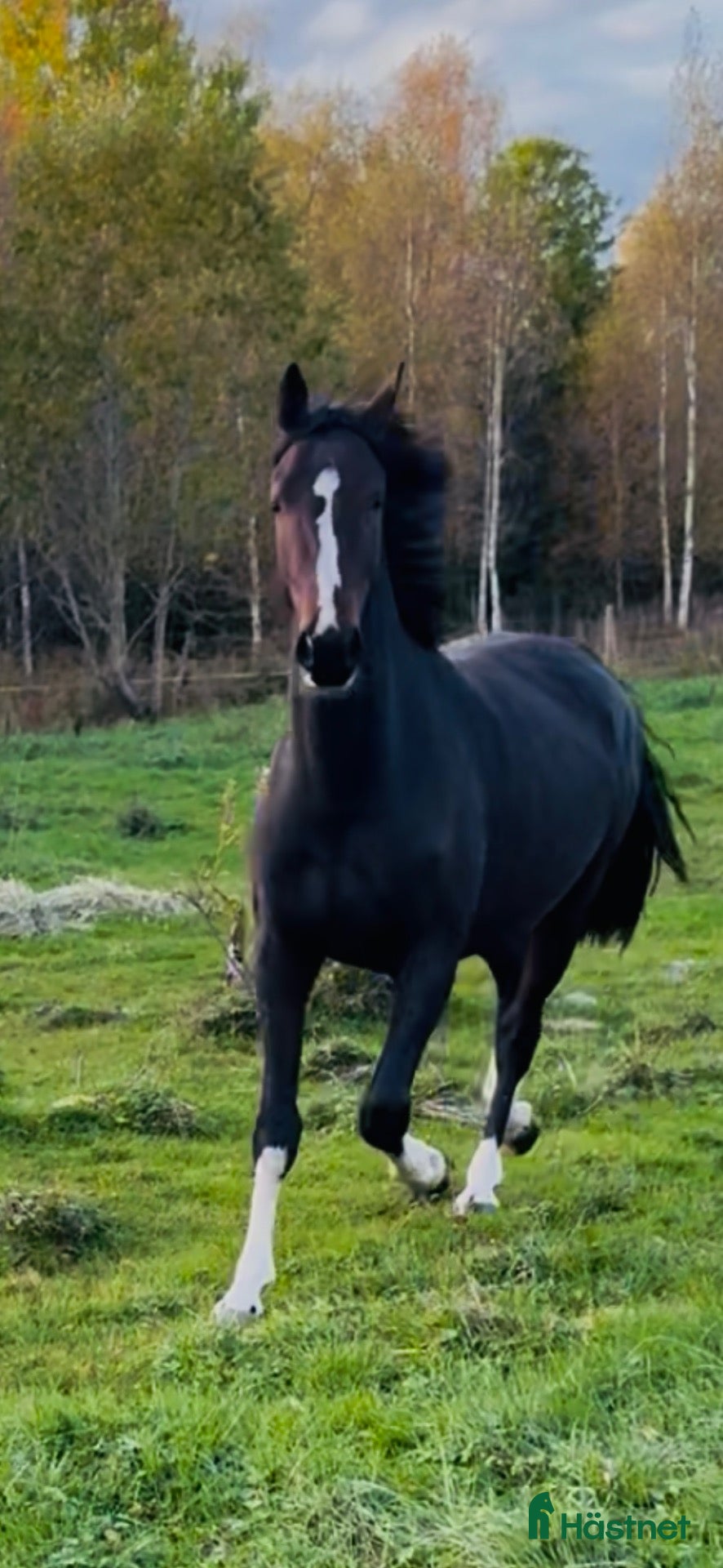  hästar Otroligt snyggt sto ! E : Kintaro  - Annons 1