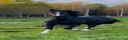 Hoppning hästar till salu: Otroligt snyggt sto ! E : Kintaro  - Annons 1