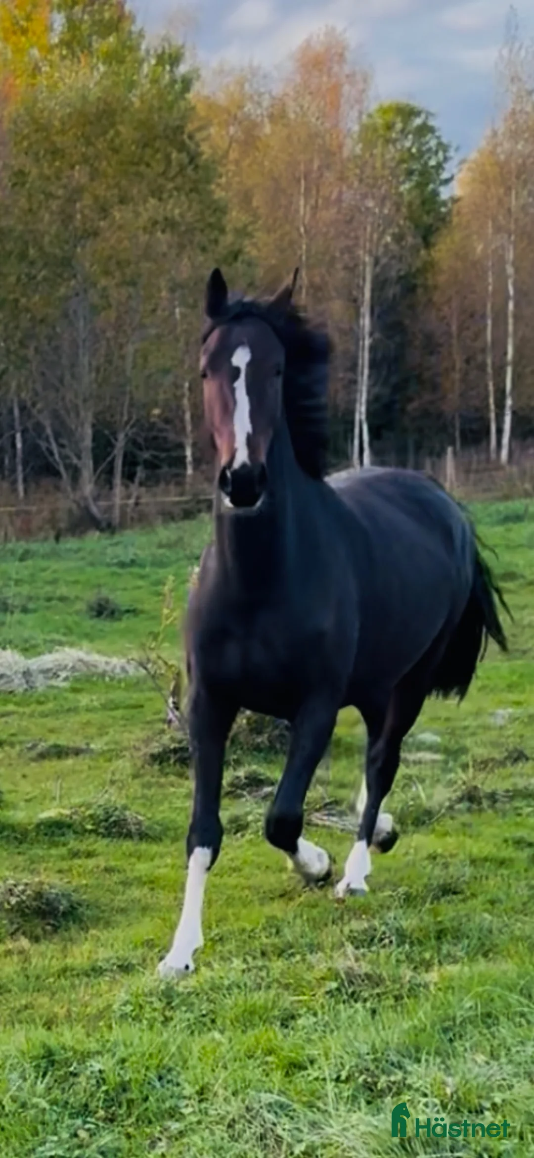 Hoppning hästar till salu: Otroligt snyggt sto ! E : Kintaro  - Annons 1