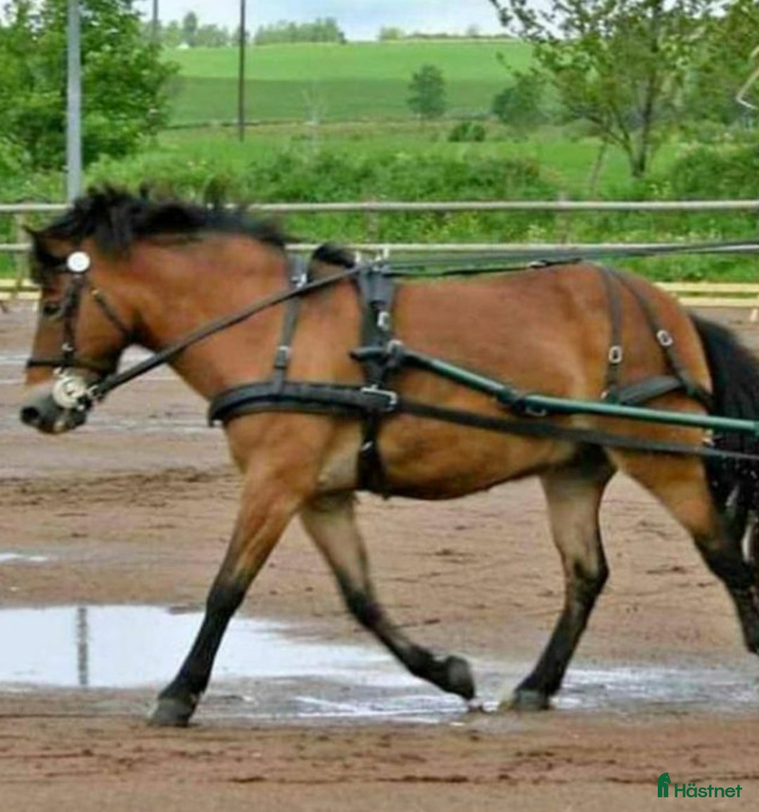 Körselar körning till salu: Bröstsele ponny  i Lerdala - Annons 1