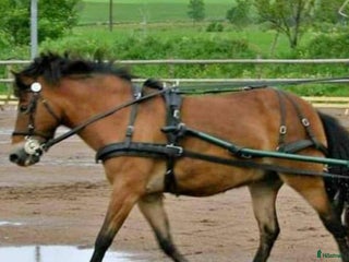 Körselar körning till salu: Bröstsele ponny i Lerdala - Annons 12