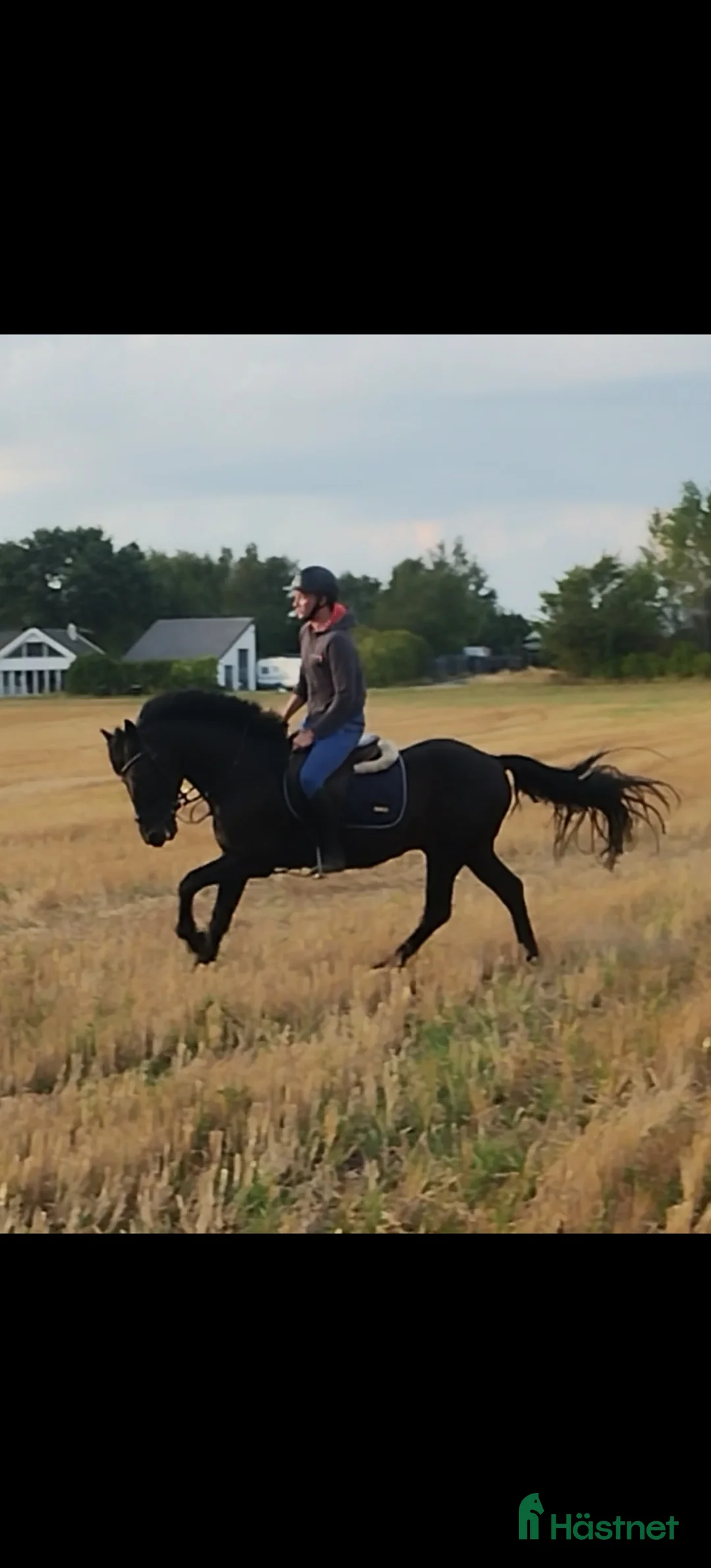 Allround hästar till salu: Charmig snygg connemara!  i Landskrona - Annons 4