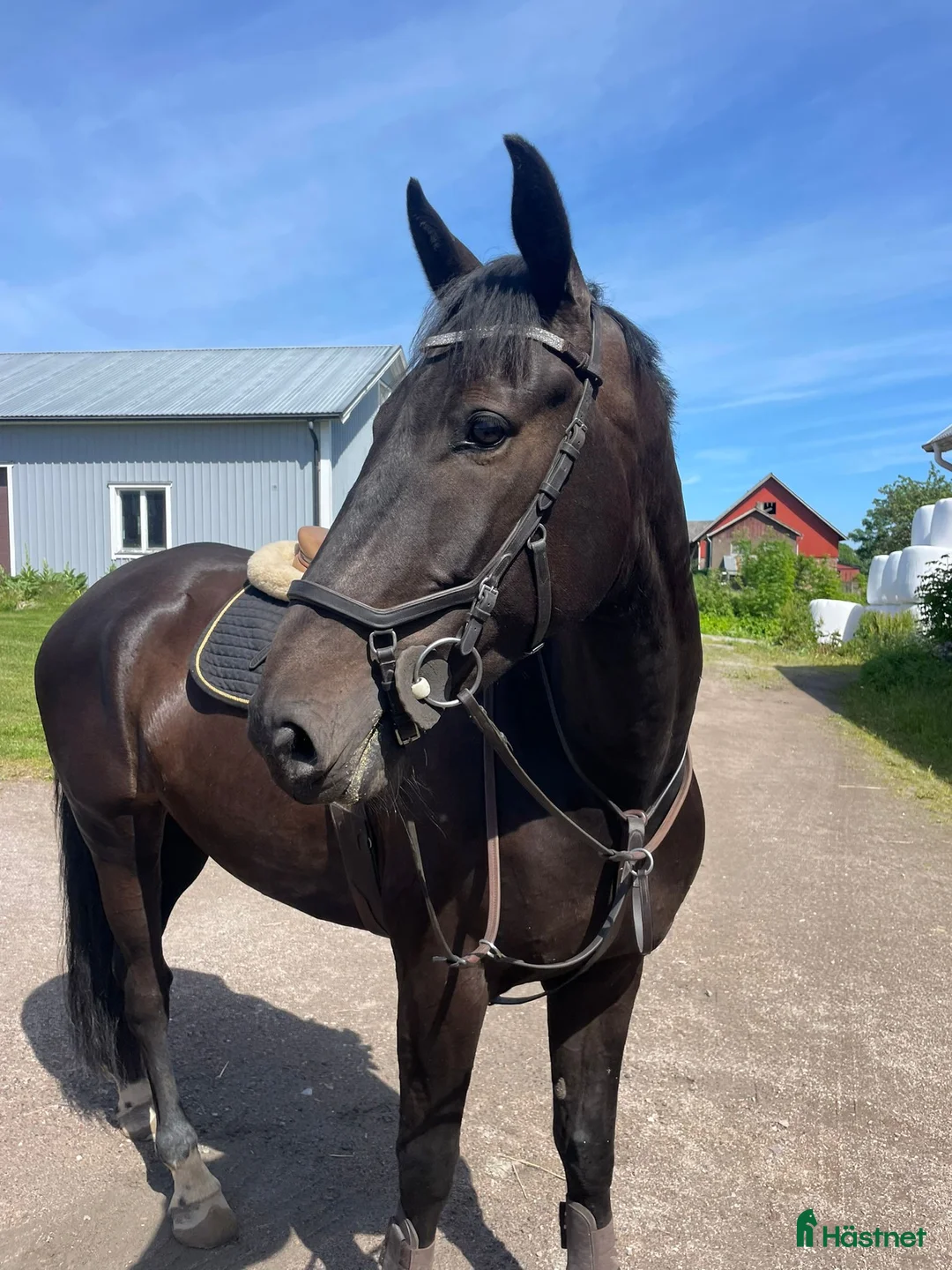 Hoppning hästar till salu: Toppstammad hoppvalack Lux Z, diamant de semilly i Falköping - Annons 1