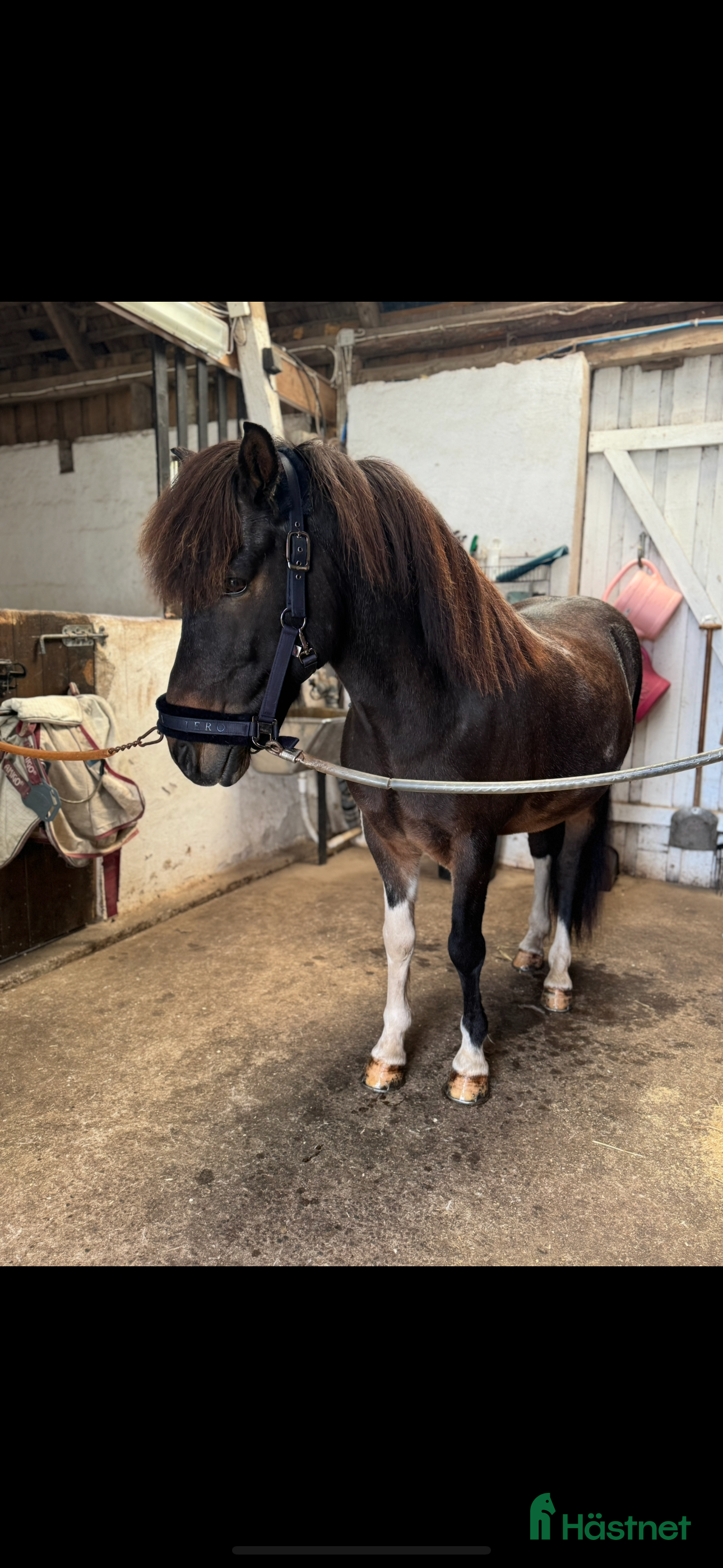  hästar Vacker Valack.  i Påarp - Annons 14