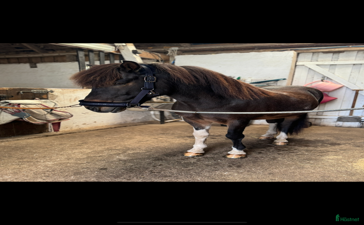  hästar Vacker Valack.  i Påarp - Annons 16