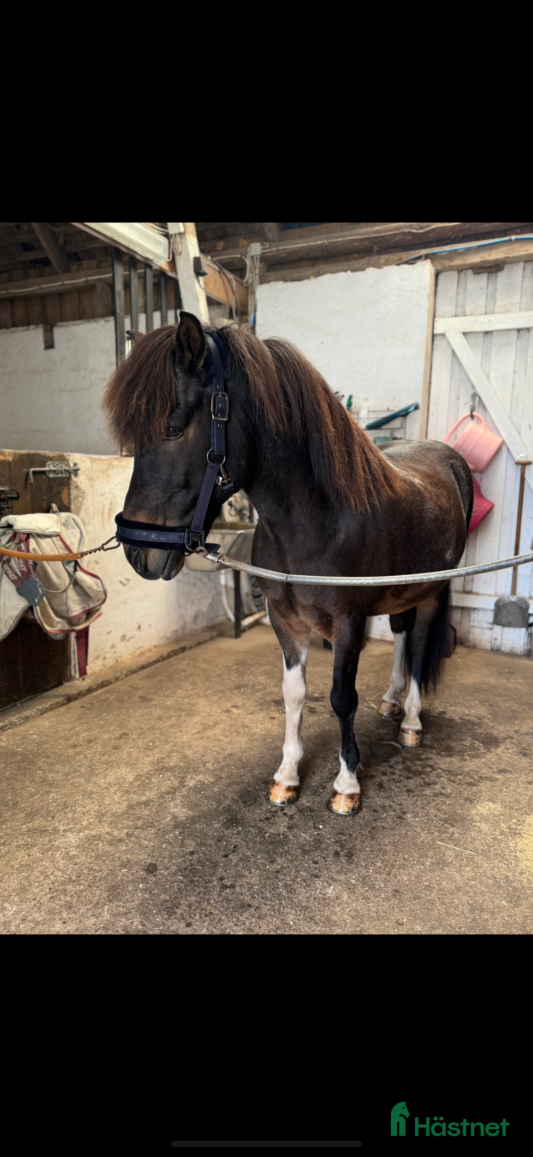 Island hästar till salu: Vacker Valack.  i Påarp - Annons 1
