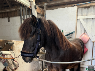 hästar Vacker Valack. i Påarp - Annons 17