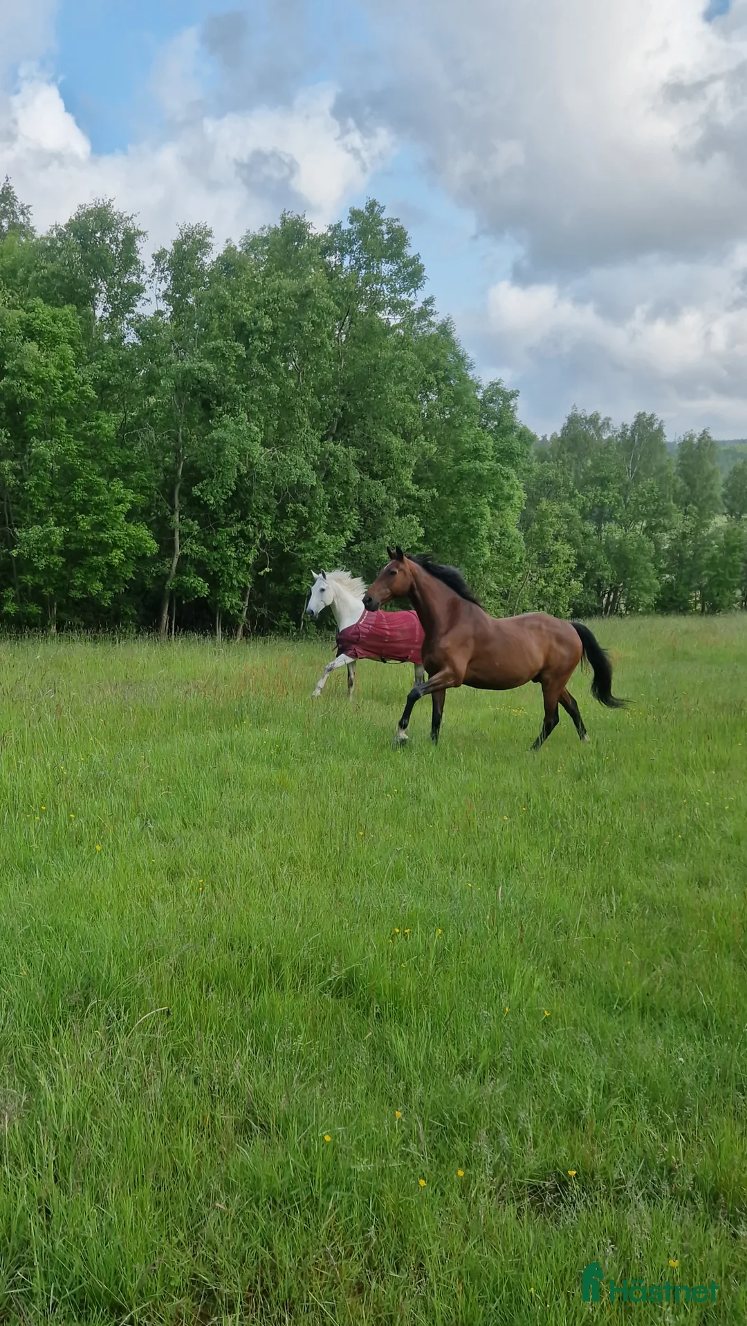  stallplats finnes: Mysig Lösdrift i lindome  - Annons 3