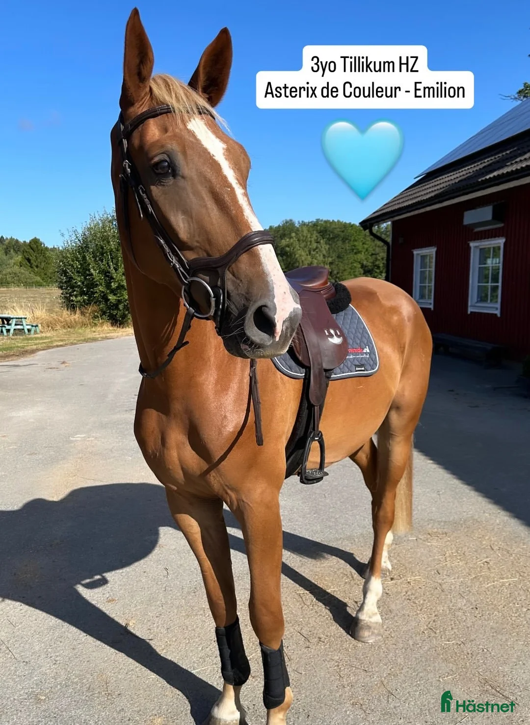Hoppning hästar till salu: 3 årig valack - Annons 1
