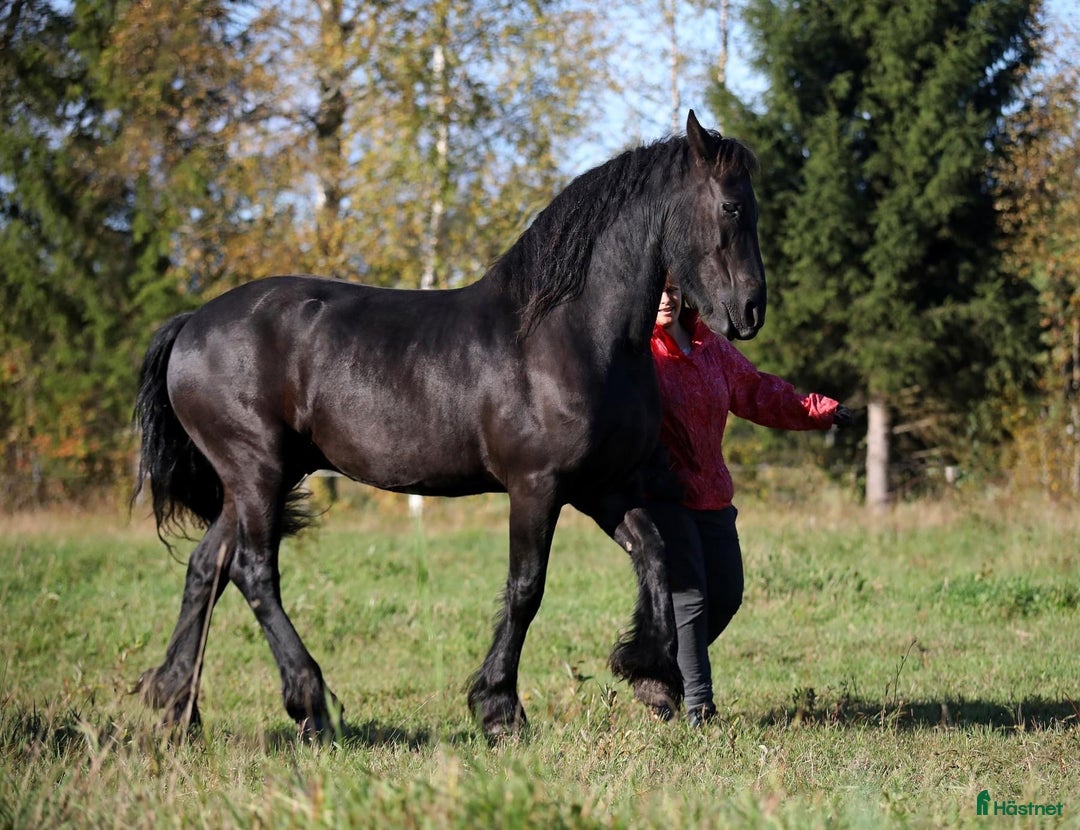 Allround hästar till salu: **Exceptional Horse for Sale** - Annons 2