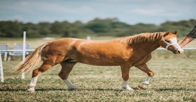  hästar i Gävle - Annons 9