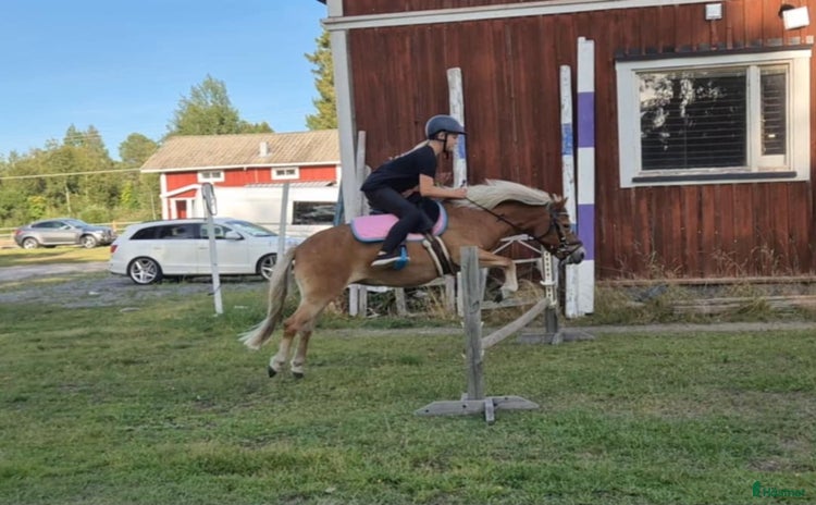  hästar i Nordmaling - Annons 2