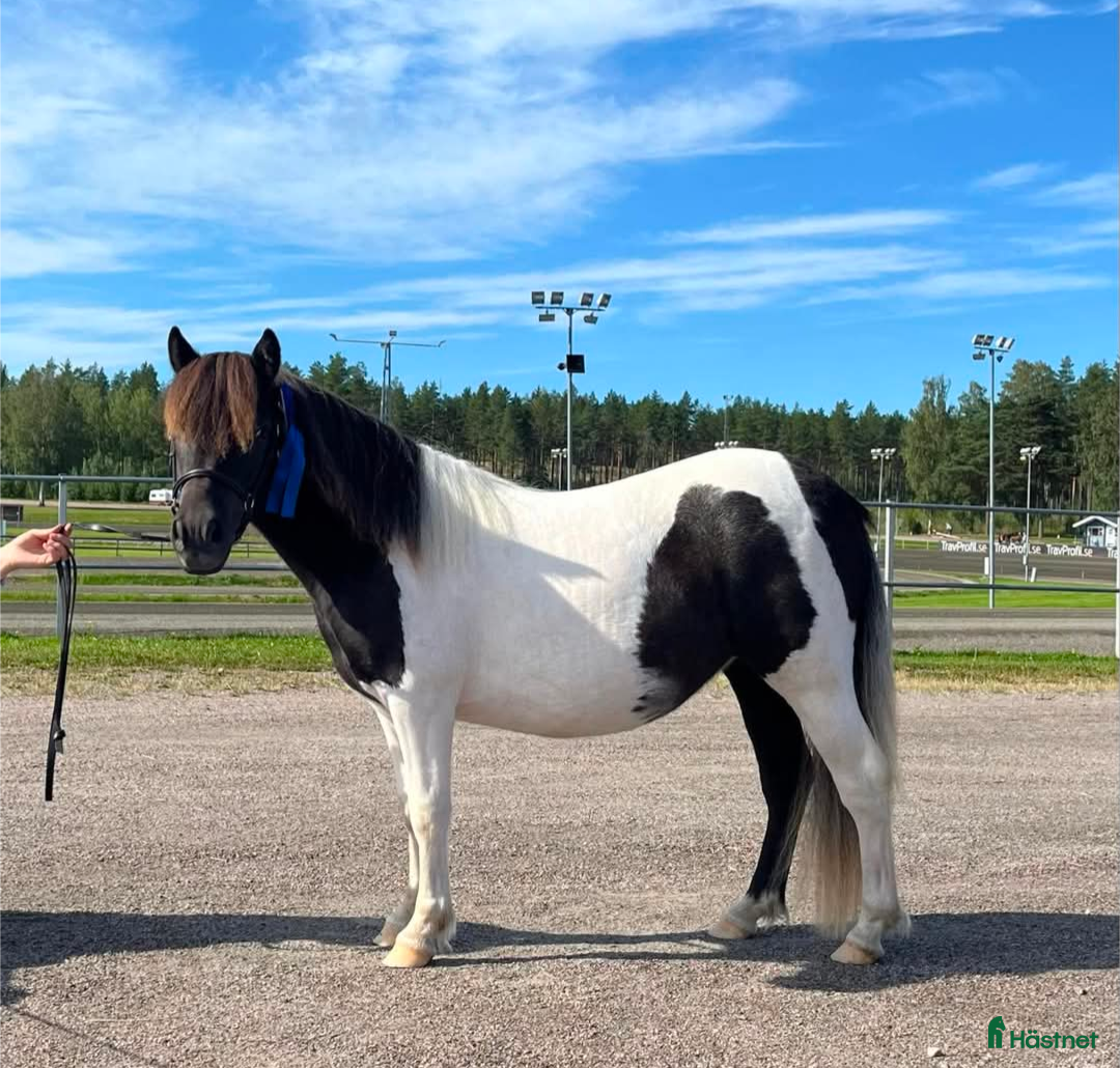 Allround hästar till salu: Blivande superallround tjej i Edsbyn - Annons 1