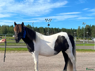 Allround hästar till salu: Blivande superallround tjej i Edsbyn - Annons 1