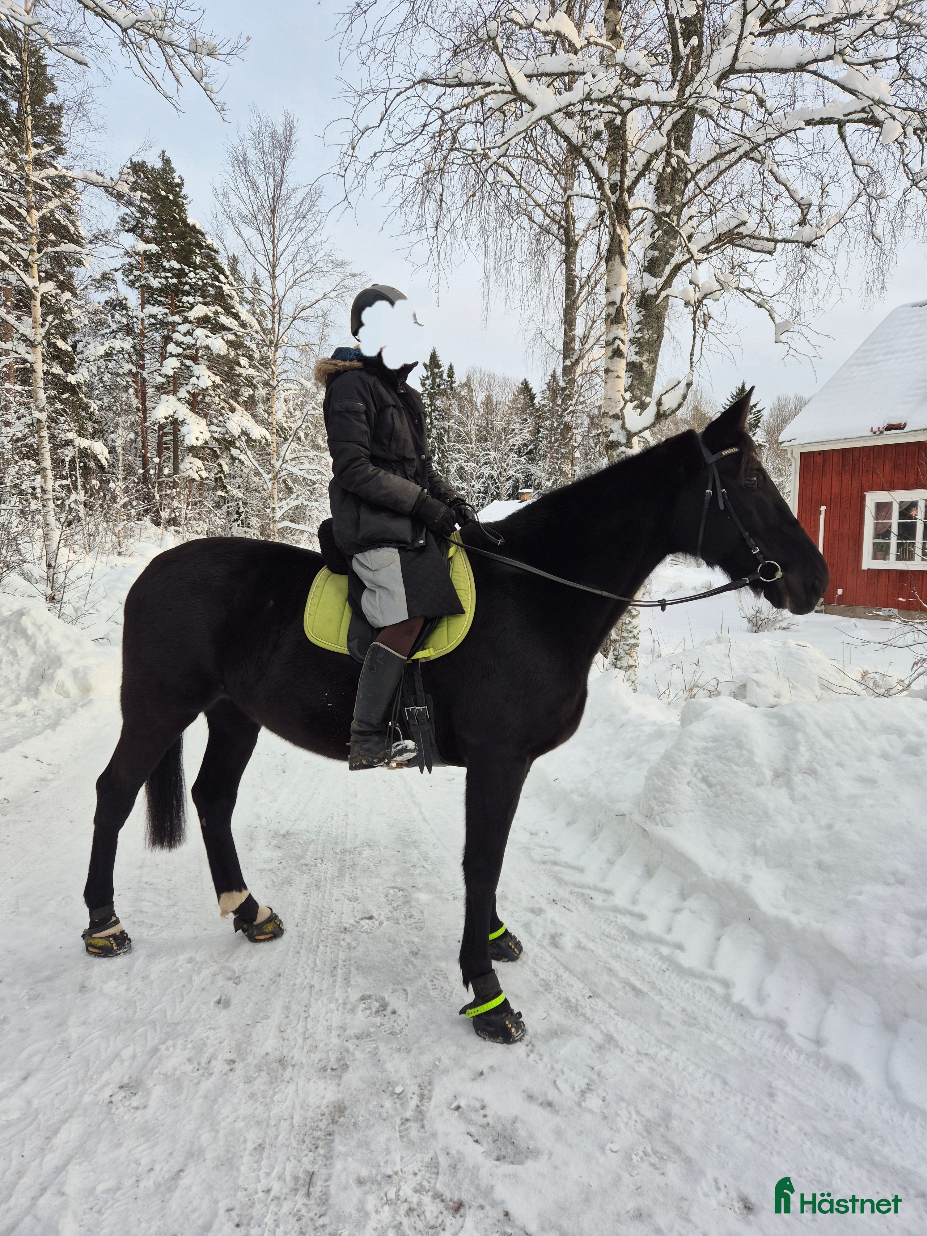  hästar Supersnäll valack skogsmulle/sällskap - Annons 1