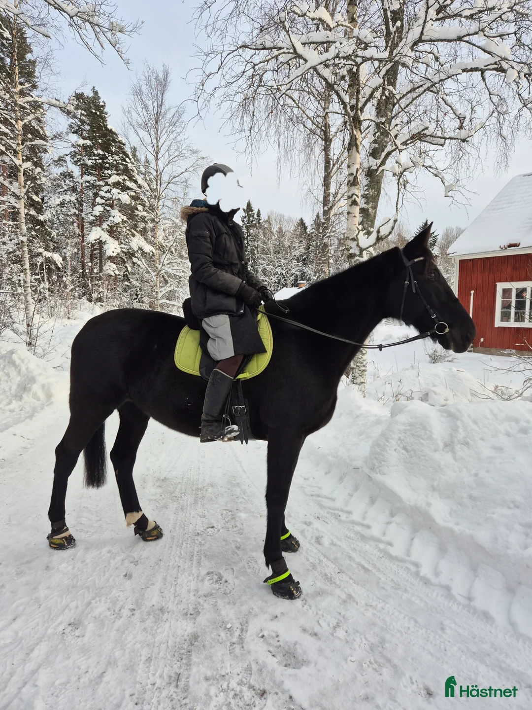 Allround hästar till salu: Supersnäll valack skogsmulle/sällskap - Annons 1