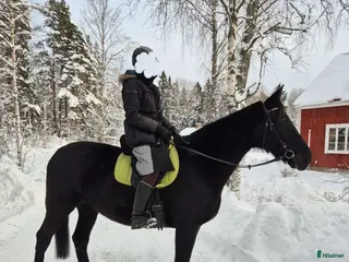 hästar Supersnäll valack skogsmulle/sällskap - Annons 1