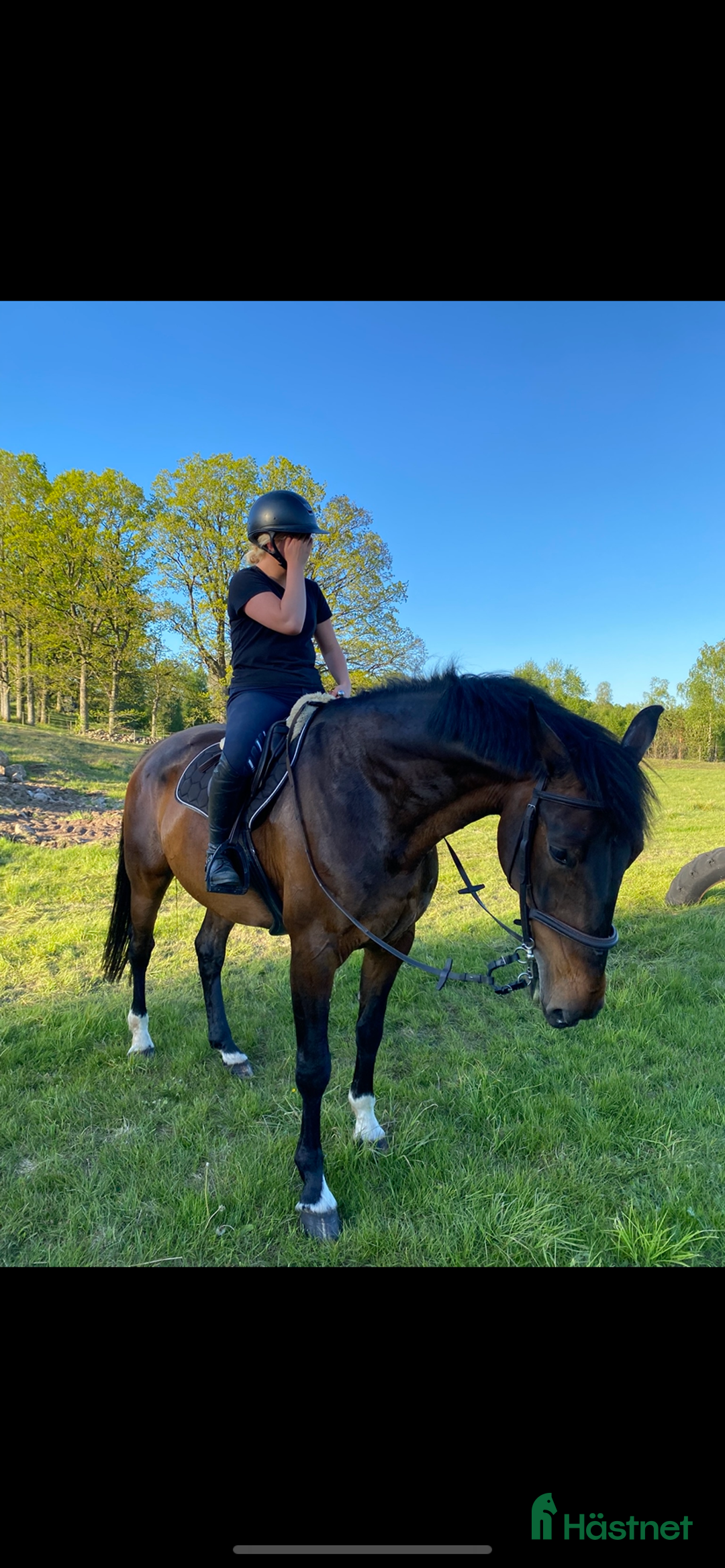 Allround hästar till salu: Trevlig SWB-valack i Perstorp - Annons 8