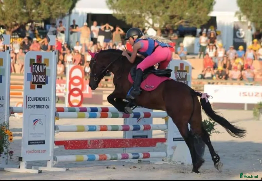 Hoppning hästar till salu: Competitive 138 C Schoolmaster Pony in France  i Stockholm - Annons 9