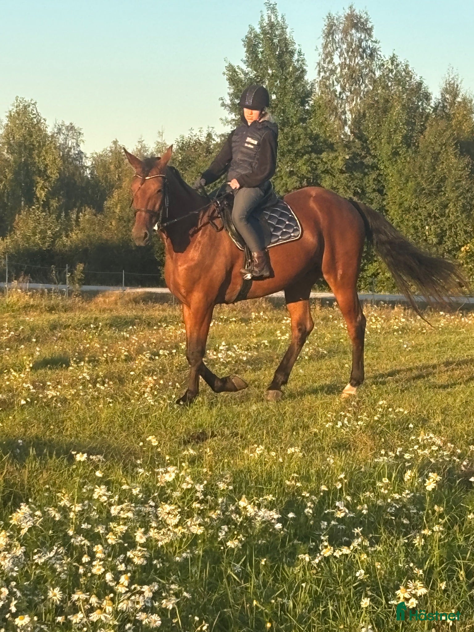  hästar Varmblod - Annons 2